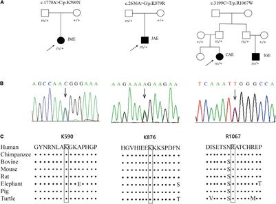 GRIN2A Variants Associated With Idiopathic Generalized Epilepsies